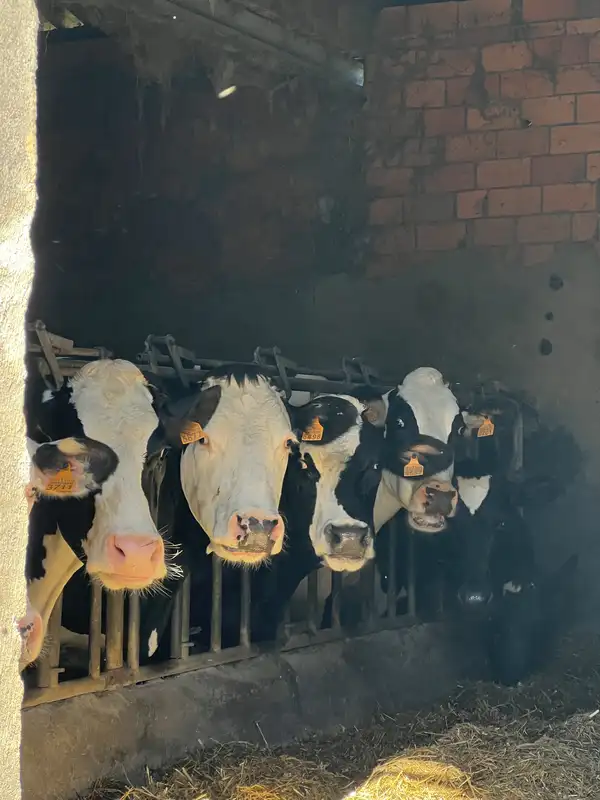 Vacas asomadas en un establo