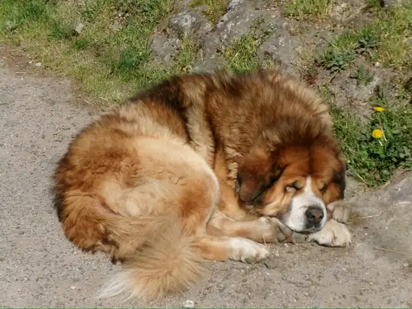 Un perro descansando al sol junto al Camino